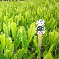 佐京園お茶の試飲・販売